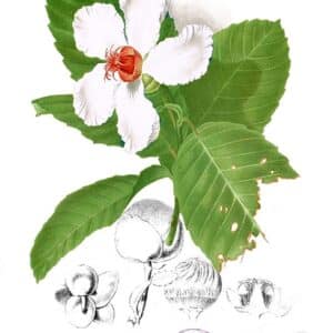 Dilleniaceae - Famille des Dilléniacées