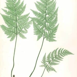 Dryopteridaceae - Famille des Dryoptéridacées