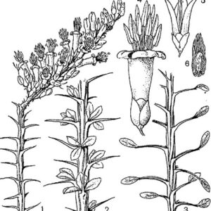 Fouqueriaceae - Famille des Fouqueriacées