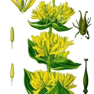 Gentianaceae - Famille des Gentianacées