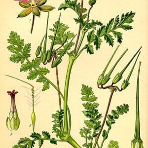 Geraniaceae - Famille des Géraniacées