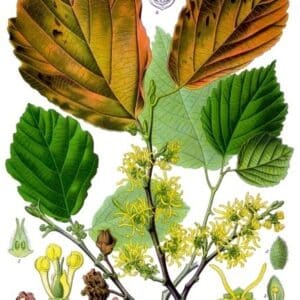 Hamamelidaceae - Famille des Hamamélidacées