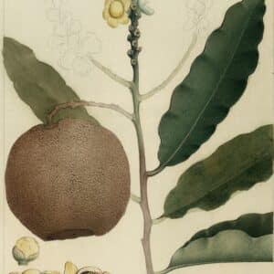 Lecythidaceae - Famille des Lecythidacées