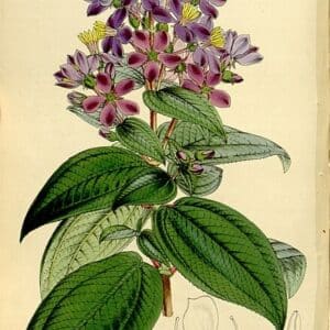 Melastomaceae - Famille botanique des Melastomacées ou Melastomatacées
