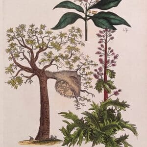 Mimosaceae - Famille des Mimosacées