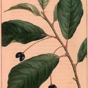 Nyssaceae - Famille des Nyssacées