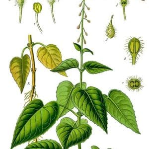 Onagraceae - Famille de Onagracées