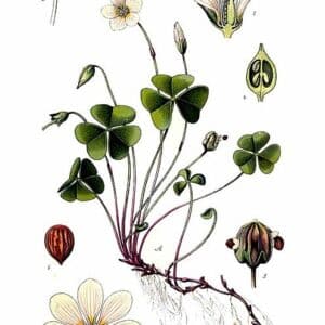 Oxalidaceae - Famille des Oxalidacées