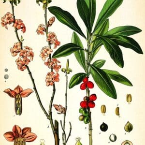 Thymelaeaceae - Famille de Thymelaeacées