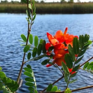Graines de Sesbania punicea, Graines de Flamboyant d'Hyères