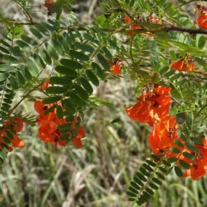 Graines de Sesbania punicea, Graines de Flamboyant d'Hyères