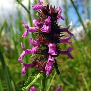 Graines de Stachys officinalis, Graines d'Epiaire officinale