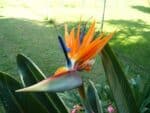 Plant de Strelitzia reginae, Plant d'Oiseau du paradis