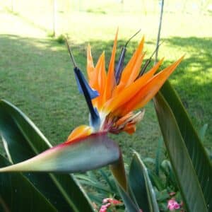 Plant de Strelitzia reginae, Plant d'Oiseau du paradis
