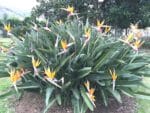Plant de Strelitzia reginae, Plant d'Oiseau du paradis