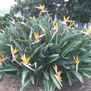Plant de Strelitzia reginae, Plant d'Oiseau du paradis