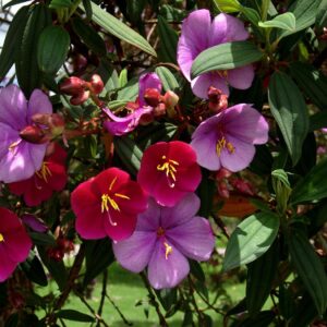 Graines de Tibouchina grossa, Graines de Carmine Princess Flower