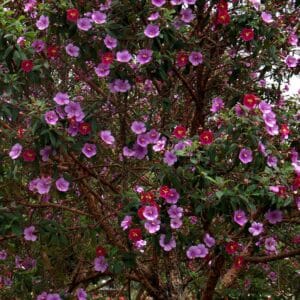 Graines de Tibouchina grossa, Graines de Carmine Princess Flower