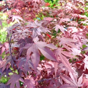 Acer palmatum 'Atropurpureum', érable palmé rouge, plant d'Acer palmatum Atroppurpureum, plant Acer palmé pourpre