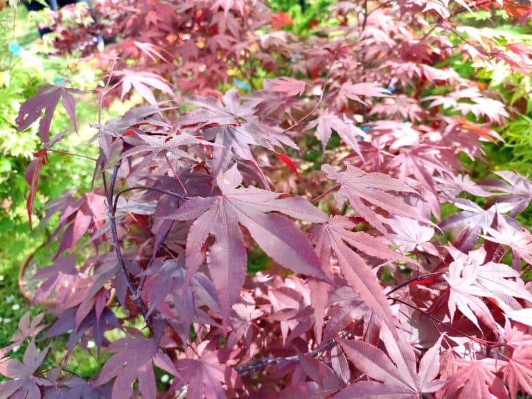 Graines D'Érable Du Japon Pourpre - Kit Cadeau Saflax | 20 Graines Acer Palmatum Atropurpureum + Instructions - 10
