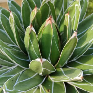 Plant d'Agave victoria-reginae, Plant Agave de la Reine Victoria, achat agave victoria reginae