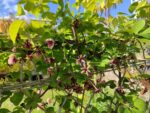 Akebia quinata, Chocolate vine, liane chocolat, graines de liane chocolat, graines akebia quinata, graines akebie