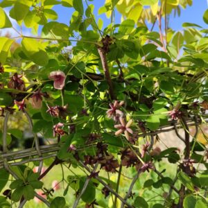 Akebia quinata, Chocolate vine, liane chocolat, graines de liane chocolat, graines akebia quinata, graines akebie