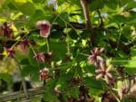 Akebia quinata, Chocolate vine, liane chocolat, graines de liane chocolat, graines akebia quinata, graines akebie