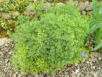 Artemisia abrotanum, Armoise, Plant Artemisia abrotanum, plant Aurone