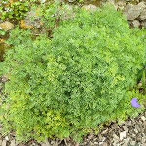 Artemisia abrotanum, Armoise, Plant Artemisia abrotanum, plant Aurone
