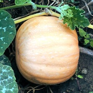 Courge Carat, graines de Courge carat, semences Cucurbita moschata 'Duchesne'