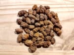 Graines Cyperus esculentus 'African Super', tubercules souchet comestible 'African Super', graines de Chuffa, Noix tigrées