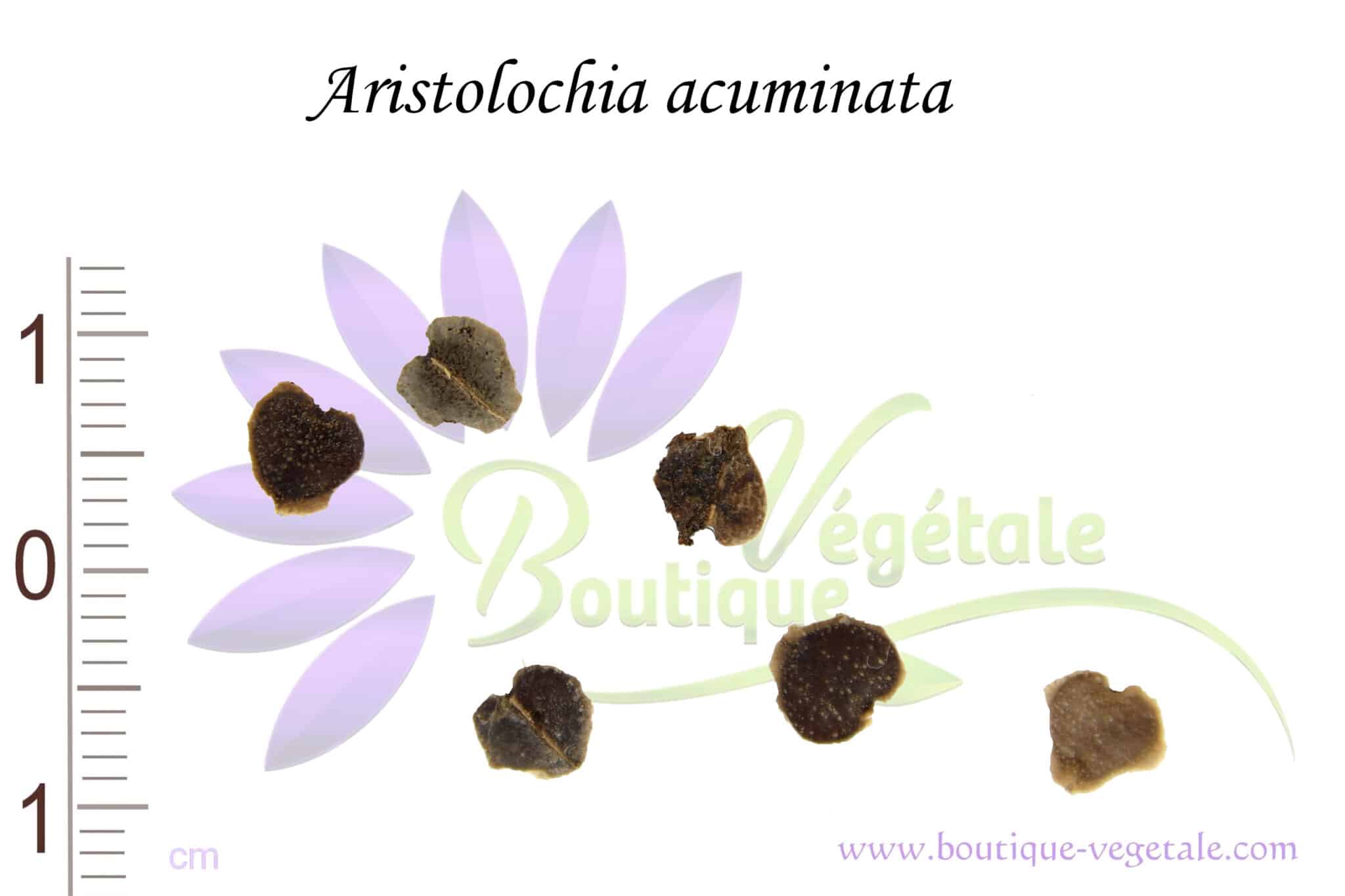 Graines d'Aristolochia acuminata, Semences d'Aristolochia acuminata, Graines d'Aristoloche acuminée