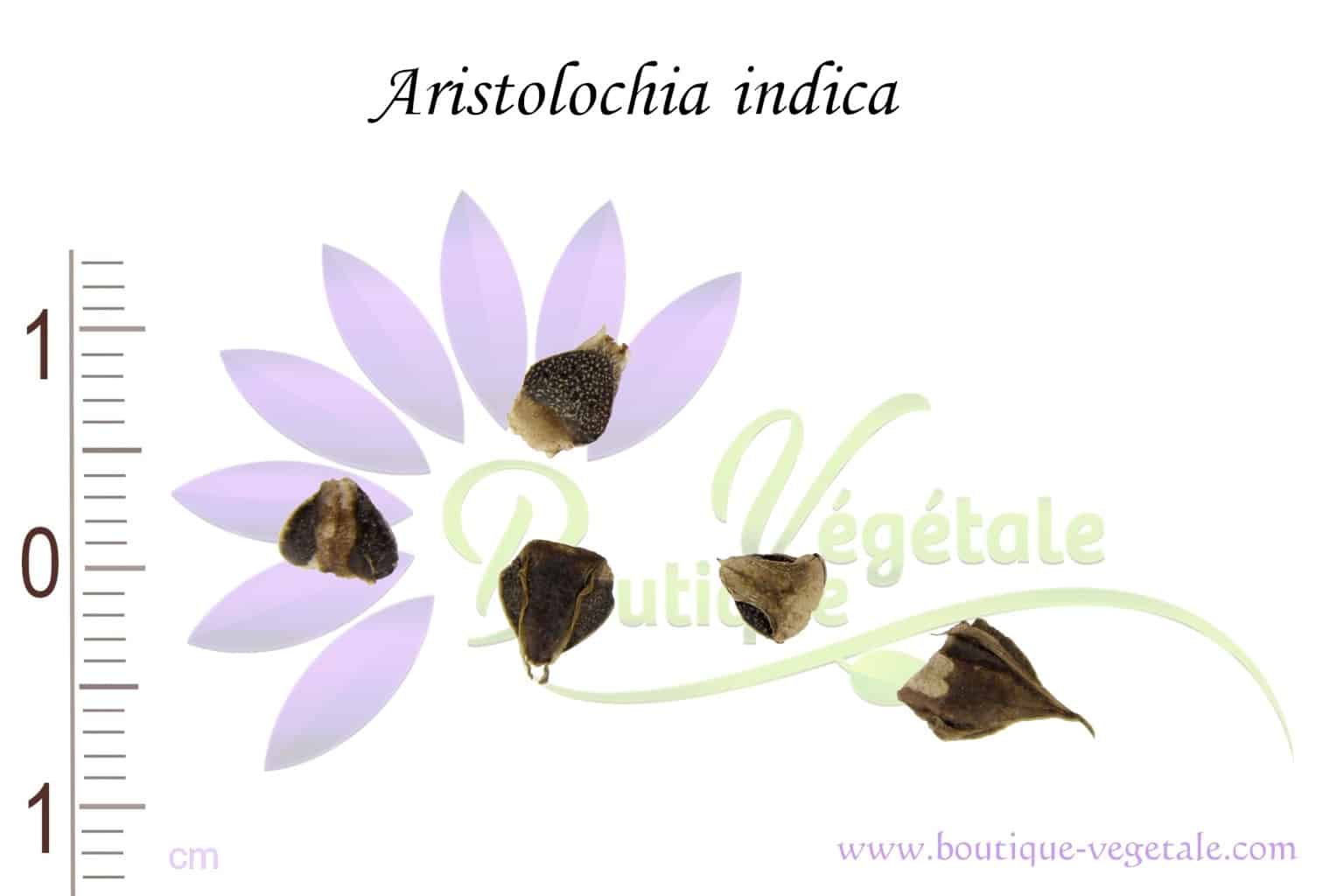 Graines d'Aristolochia indica, Semences d'Aristolochia indica, Graines d'Aristoloche d'Inde