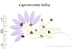 Graines de Lagerstroemia indica, Semences de Lagerstroemia indica, Graines de Lilas d'Inde