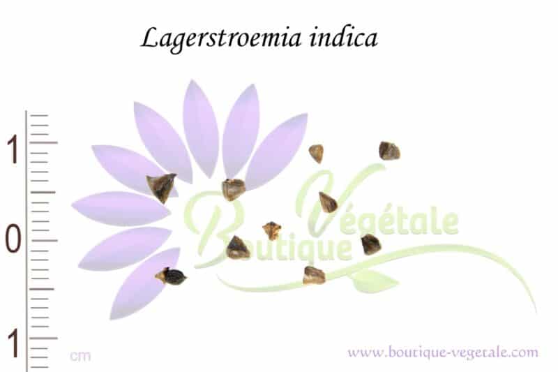 Graines de Lagerstroemia indica, Semences de Lagerstroemia indica, Graines de Lilas d'Inde