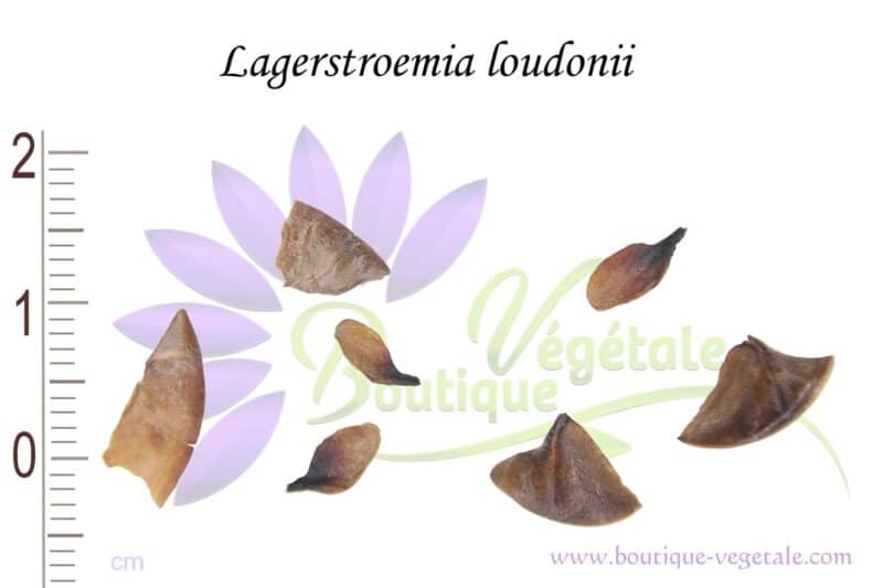 Graines de Lagerstroemia loudonii, Semences de Lagerstroemia loudonii, graines de Salao