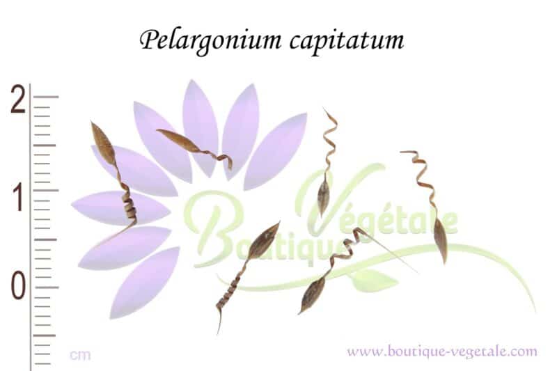 Graines de Pelargonium capitatum, Semences de Pelargonium capitatum, Graines de Géranium rosat