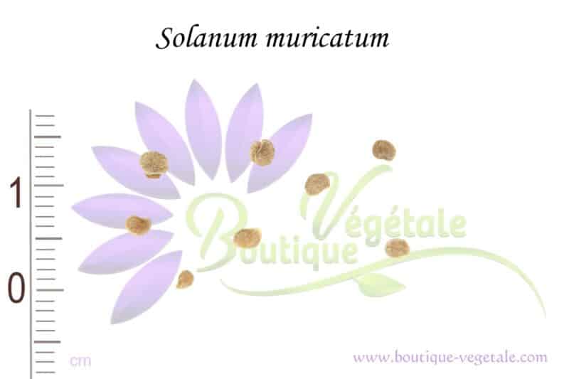 Graines de Solanum muricatum, Semences de Solanum muricatum, Graines de Pepino