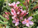Nerium oleander, Laurier rose, graines Nerium oleander, graines Laurier rose, semences laurier rose