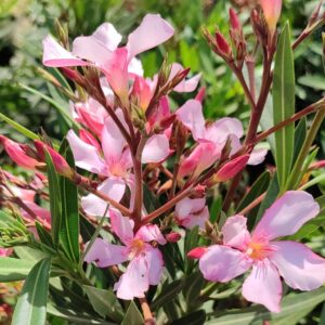 Nerium oleander, Laurier rose, graines Nerium oleander, graines Laurier rose, semences laurier rose