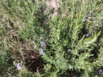Salvia rosmarinus, Romarin, graines de romarin, graines de salvia rosmarinus, semis romarin