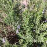 Salvia rosmarinus, Romarin, graines de romarin, graines de salvia rosmarinus, semis romarin