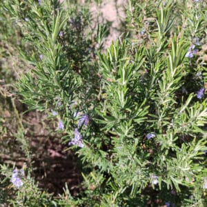 Salvia rosmarinus, Romarin, graines de romarin, graines de salvia rosmarinus, semis romarin