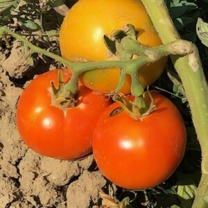 Tomate kaki coing, graines de tomate kaki coing, semences tomate kaki coing, graines de solanum lycopersicum