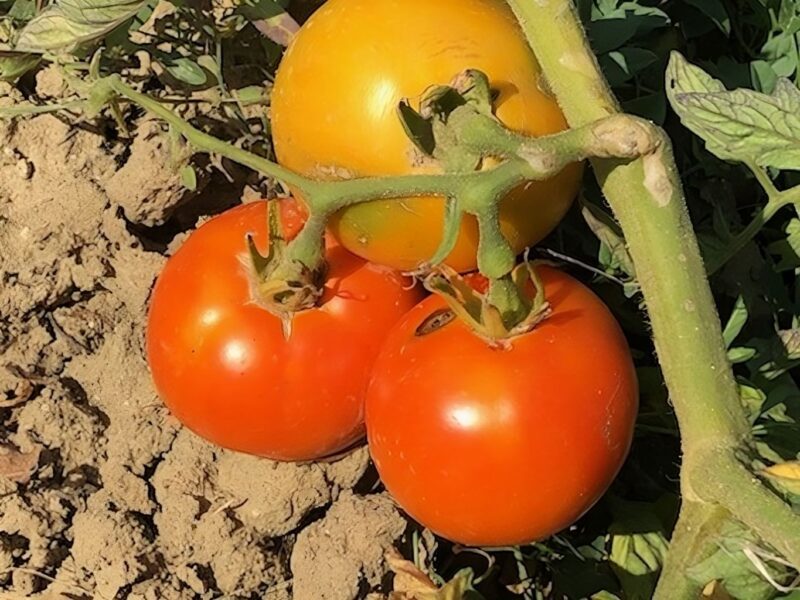 Tomate kaki coing, graines de tomate kaki coing, semences tomate kaki coing, graines de solanum lycopersicum