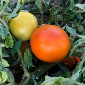 Tomate kaki coing, graines de tomate kaki coing, semences tomate kaki coing, graines de solanum lycopersicum