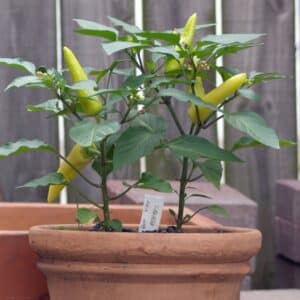 Graines de Capsicum annuum, Graines de Piment Hungarian Yellow