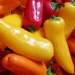 Graines de Capsicum annuum, Graines de Piment Hungarian Yellow (CC0)
