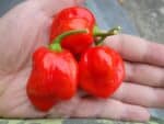 Graines de Capsicum chinense, Graines de Piment Jamaican Red